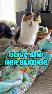 443K views · 32K reactions | Looks like Olive has a bit of a blanket obsession like you know who did. She reminds me more and more of Oreo each day with some of the things she does. | The Oreo Cat | Facebook