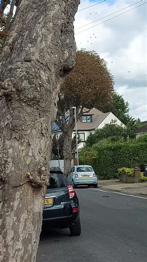 There is a nest inside the tree, but does it belong to bees or wasps? [England, New Malden]