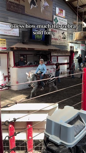 How Much Did Stripes the Zebra Sell For? - Stripes Sold at Enumclaw Auction
