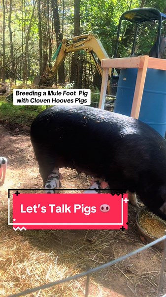 Breeding Mulefoot Pigs: Offspring Hoof Characteristics