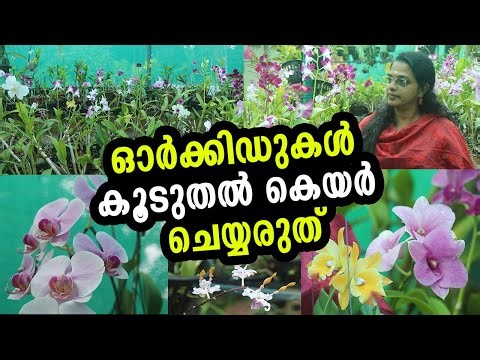 കേരളത്തിലെ കാലാവസ്ഥയും ഓർക്കിഡുകളും | Orchid Care Secrets | Orchid Valley Chirayinkeezhu