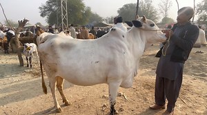 Domail mandi Part 3 | jamil Tv