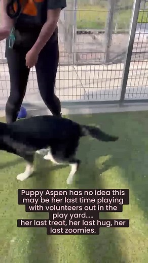 ❤️Aspen is a 6 month old puppy! ❤️ ‼️LAST CALL 5pm Wednesday 4/10/24‼️ Fort Worth Animal Care and Control - North Campus Aspen A0055142934 Alaskan husky 6months, 32lbs HW-, Unspayed Female Intake: 1/22/24- stray Last Call: Lunging and barking at kennel door poss. due to stress, beginning signs of kennel neurosis; SPACE VOLUNTEER FAVORITE ❤️ Please SHARE, PLEDGE, ADOPT or FOSTER! 🙏These dogs must be tagged (email sent by a committed Adopter, Foster or Rescue) by 5pm Wednesday 4/10/24. Tags may s