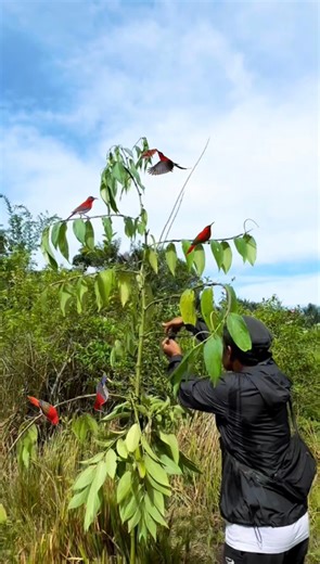 mikat masteran sepah raja #sepahraja #kicaumania #burung #reels #kicaumaniaindonesia #bolang #mikatburung | Tayo