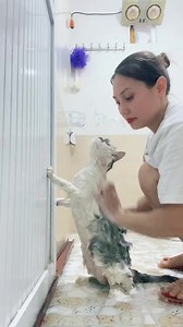 Tắm Cho Beo 😍 | Nhà Sen Shi