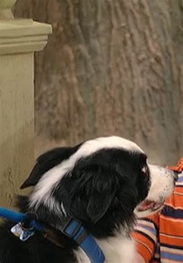 Barney y sus amigos (Doblado) S10:E09 - Mascotas / Veterinarios