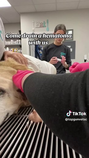 Hematoma Drainage Procedure for Dogs: Step-by-Step