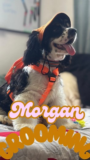 1.4K views · 85 reactions | Grooming. Así es como peino a Morgan, mi cachorro cocker spaniel americano 殺 #grooming #mascotas #perros #cockerspaniel #americancockerspaniel | Kali | Facebook