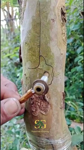 unique budding technique🌱🫒👍 #grafting #budding #gardenlife #craft #topworking