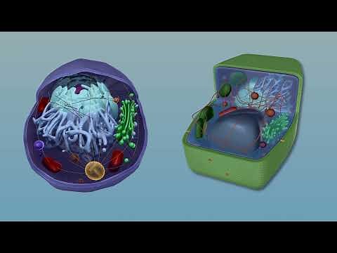 Visible Biology Bites | Animal vs. Plant Cells