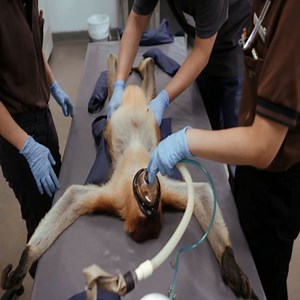 Touching video of baby monkey being electrocuted and injured | Amazing Monkey Babies