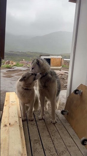The World’s Oldest Dog Breed 🐕🇬🇱
