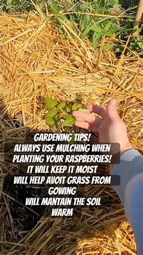 Raspberries gardening hacks and tips 🫐