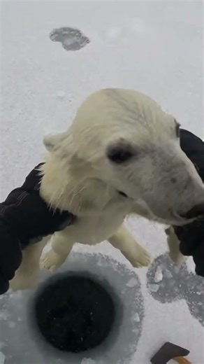 Saving a trapped baby Polar Bear from the ice! ❄️🐻‍❄️