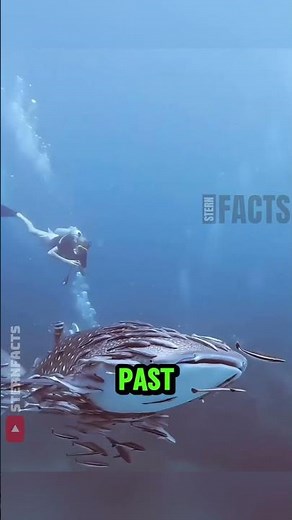 The Fish That Clings to Sharks 🦈