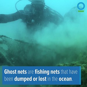 89K views · 631 reactions | Have you ever heard of a ghost net? Here's why you should be scared: blog.conservation.org/2017/05/off-panamas-coast-divers-resurrect-a-ghost-of-the-deep/ | Conservation International | Facebook