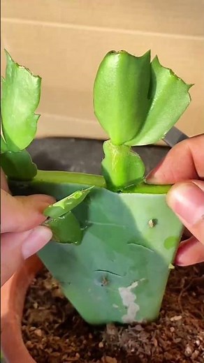 Cactus Grafting: Combine Two Varieties 🌵 Easy Guide to Hybrid Plants