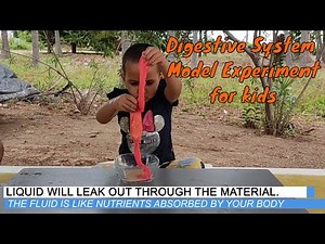 Making Digestive System model experiment at home | Explain with activity for kids