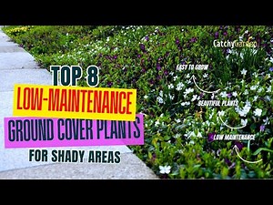 TOP 8 Low-Maintenance Ground Cover Plants for Shady Areas 🌳🌸🌿