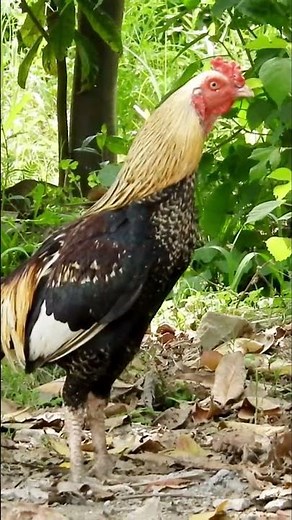 Roosters best crowing compilation #animalsounds #chicken