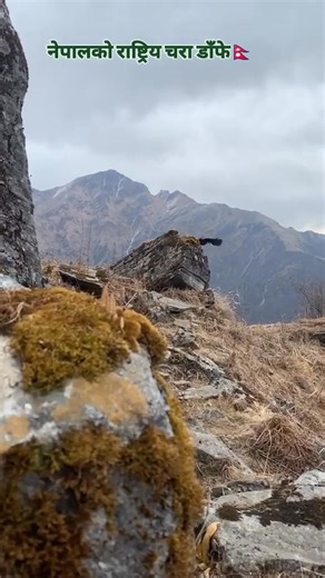 Nepal's nation Bird... Danfe Pic by @Rasila Tuladhar Do send pics to get featured | Nepal