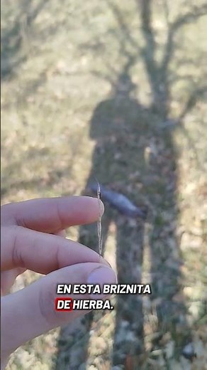 como evitar garrapatas