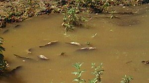 Watch Tarzan Season 2 Episode 1 - Tarzan and the Polluted River