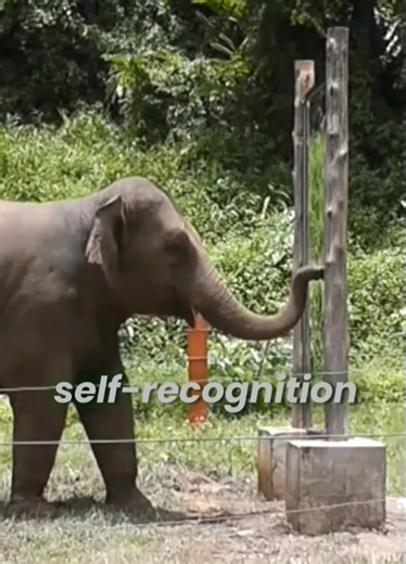 Elephants Passed Mirror Test