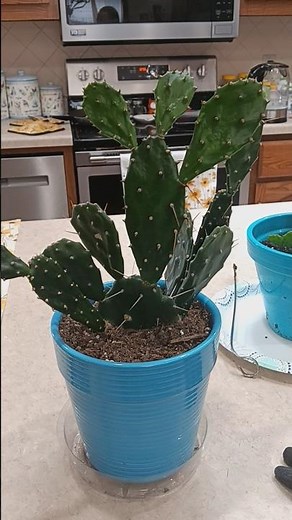 how to propagate drooping prickly pear cactus growth guide #plants #gardening #plant #houseplants