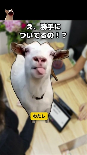 【30万円】ゆうパック、補償が勝手についてる#猫ミーム #shorts