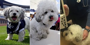 Canine case closed: Hank theory debunked