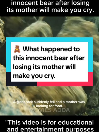 🧸 What happened to this innocent bear after losing its mother will make you cry. #Moviesadda #Movies #Explained #USA #Fyp