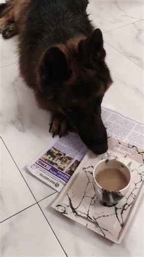 yudh pe yudh😂 #reels #funnyvideo #viral tiktok #youtubeshorts #ytshorts #reelscreator#youtubecreator