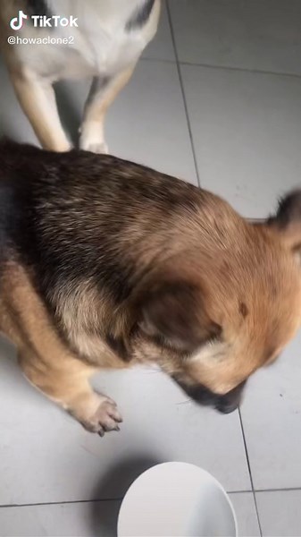 Playful Mixed Breed Puppy Interacting Indoors