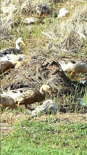 Amazing Duck Farm | Process of Producing Ducks For Eggs and Meat #wildlife #animals #shorts #cute