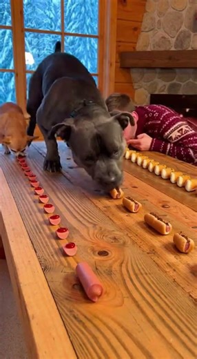 Big Dog vs Tiny Dog vs Human FOOD RACE 🍔 Ready… Set… GO! #shorts