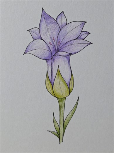flower drawing | drawing