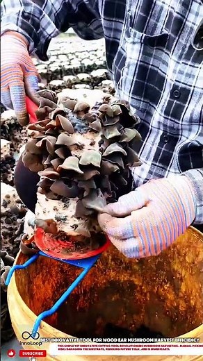 Best Innovative Tool for Wood Ear Mushroom Harvest Efficiency #innovative#farm#skills