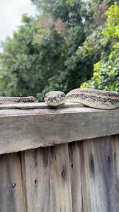 A pretty Python just relaxing on a fence! 😅❤️🐍 | Sunshine Coast Snake Catchers 24/7