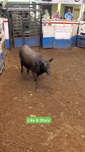 14K views · 124 reactions | What did he say? #livestockauction #livestock #auction #sold #cattle #beef #farmlife #ranch | Country Road Bidding | Facebook