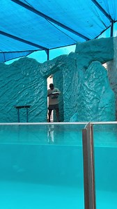 Diferencias entre lobos marinos y focas en Parque de las Leyendas