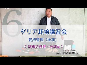 『ダリアの育て方講習⑥』～球根の分球と貯蔵～