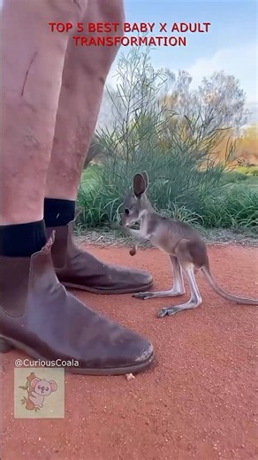 Baby Animals That Grew Into GIANTS! #wildlife #animals
