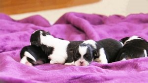 Too Cute: Season 4 Episode 8 Supersized Pups