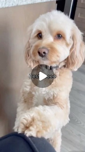 Luna The Mini Cockapoo on Instagram: "Am I pretty? 🥺 #puppylove"