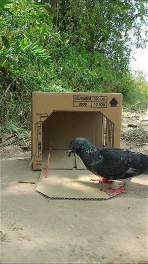 Simple Quick Bird Trap - Easy Pigeon Trap With Cardboard Box #shorts