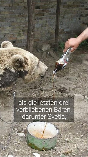 Bärin Svetla: Nie wieder tanzen! | VIER PFOTEN