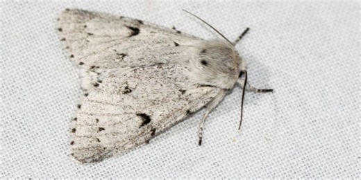 Miller moths and their journey