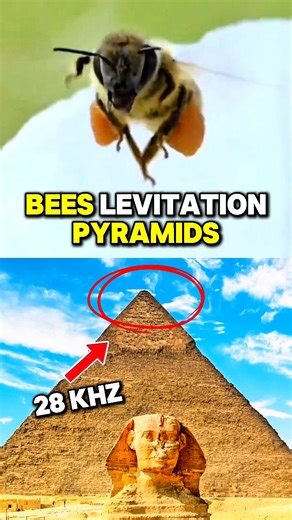 Did you know that the bees vibrate at 28Khz which is the same frequency of a Pyramid #pyramids #pyramidsofgiza #pyramidsofegypt #Egypt #EgyptianMuseum #fypシ #viralpost2025シ #reeloftheday | Cultivate Elevate Shorts