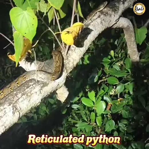Bali Reptile Rescue on Instagram: "Released of a Reticulated python back into the wild was done by @agus_putra_ular This magnificent snake, also known as Sanca kembang, was safely returned to its natural habitat, where it truly belongs. Reticulated Pythons thrive in diverse environments, including forests, plantations, rice fields, mangroves, and areas near rivers. As nocturnal hunters, they are most active at night, preying on birds, mammals, and occasionally poultry. Pelepasan seekor ular sanc